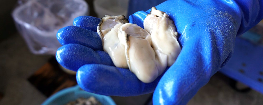 浜義丸水産 通販ページ